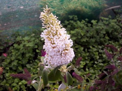 buddlia white profusion