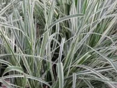 calamagrostis x acutiflora overdam