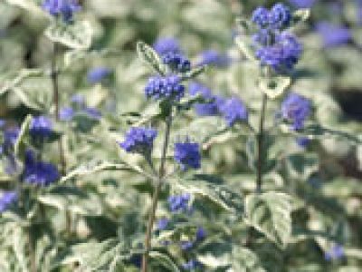 caryopteris white suprise