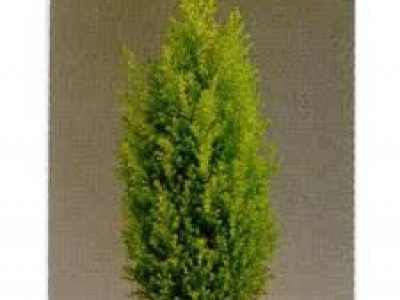 chamaecyparis elwoods gold