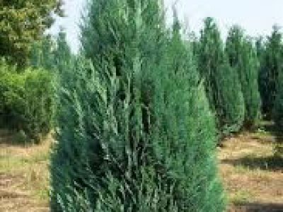 chamaecyparis lawsoniana ellwoodii