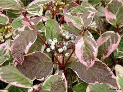 cornus siberica varigata