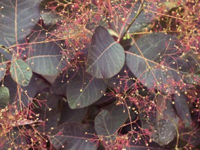 cotinus royal purple