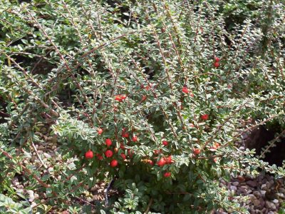 cotoneaster conspicious decorus