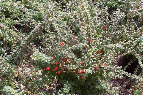 cotoneaster conspicious decorus