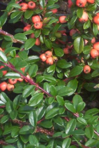 cotoneaster coral beauty