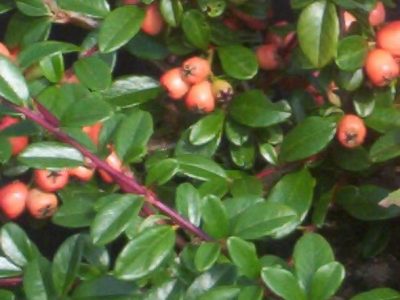 cotoneaster coral beauty