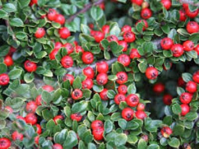 cotoneaster horizontalis