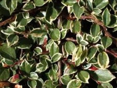 cotoneaster horizontalis varigata