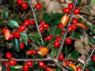 cotoneaster simonsii