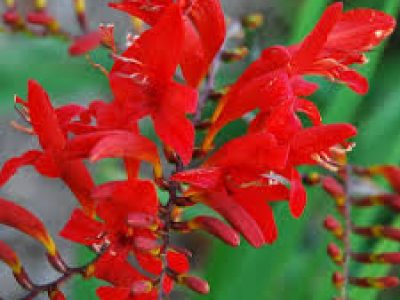 crocosmia lucifer