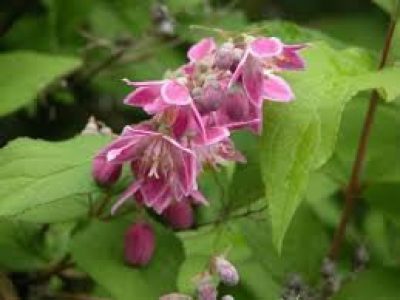 deutzia PERLE ROSE