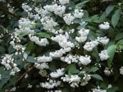 deutzia PRIDE OF ROCHESTER