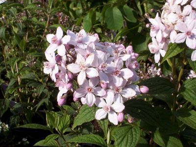 deutzia montrose