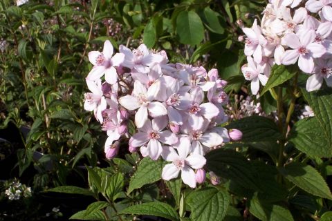 deutzia montrose