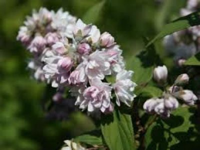 deutzia pink pom pom
