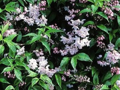 deutzia rosea carminea