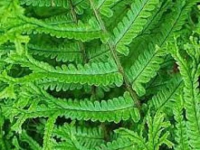dryopteris THE KING