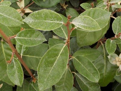 elaeagnus ebbingei