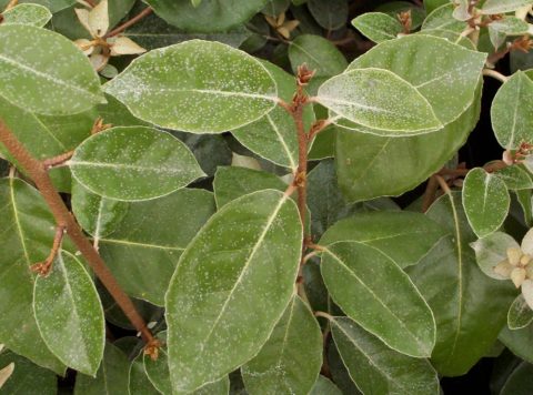 elaeagnus ebbingei