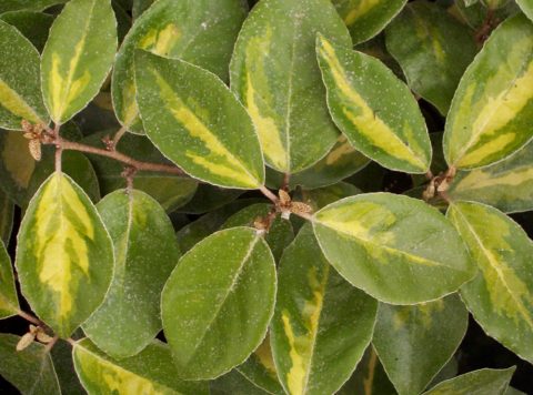 elaeagnus ebbingei limelight