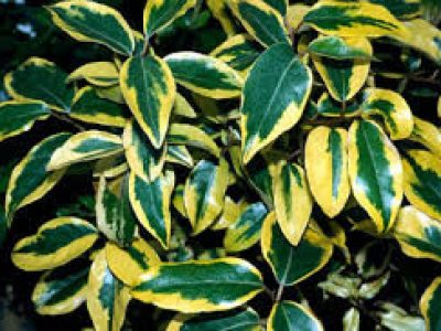 eleagnus ebbingei GILT EDGE
