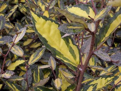 eleagnus pungens maculata