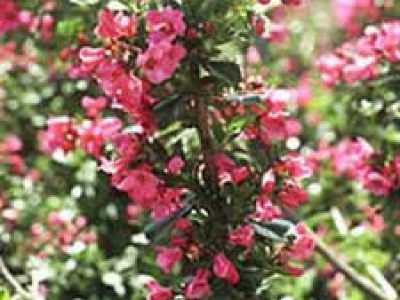 escallonia donard radiance