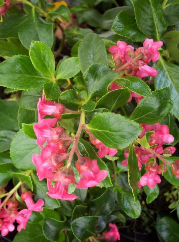 escallonia macrantha