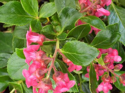 escallonia macrantha