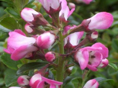 escallonia peach blossom