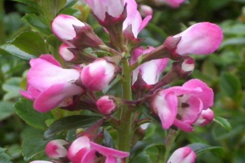 escallonia peach blossom