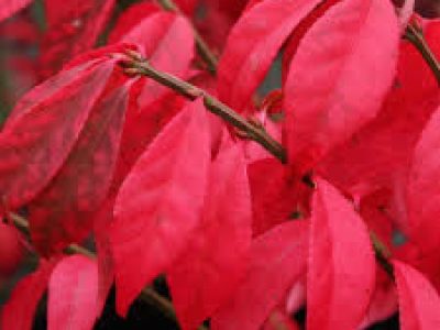 euonymus alatus compactus