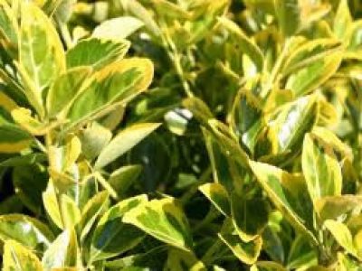 euonymus ovatus aureus