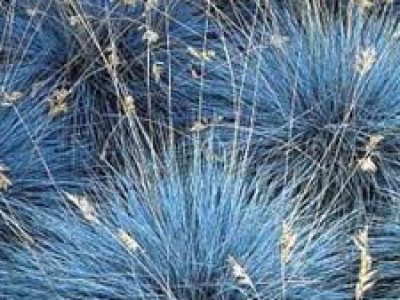 festuca glauca elijah blue