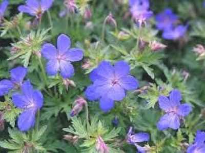 geranium johnsons blue