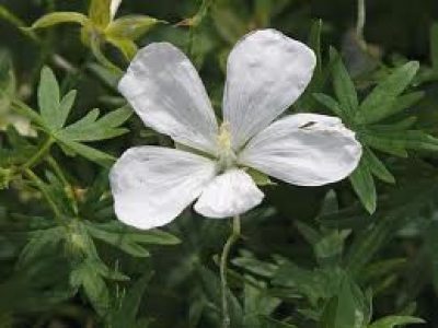 geranium sanguineum ALBUM