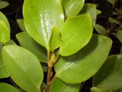 griselinia littoralis