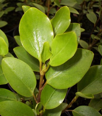 griselinia littoralis