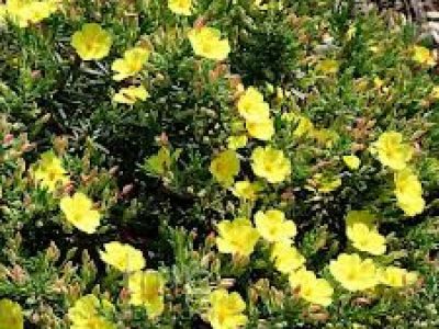 halimium calycinum