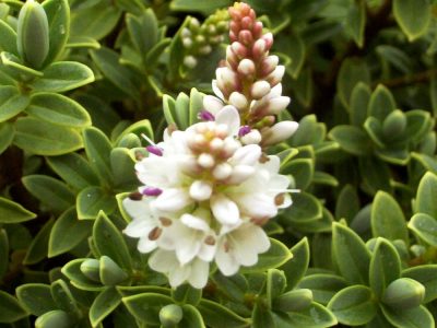 hebe sutherlandii