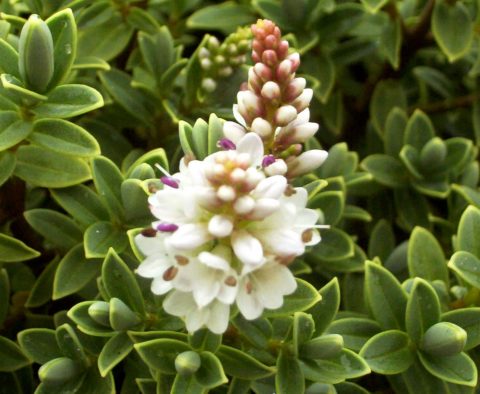 hebe sutherlandii