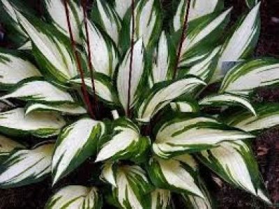 hosta cherry berry