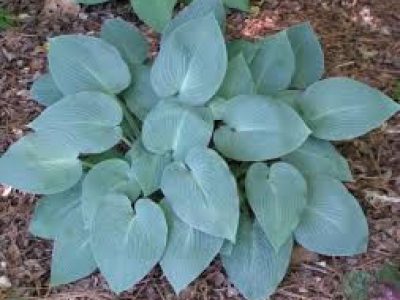 hosta halcyon