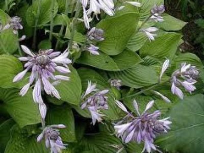 hosta hycinthiana