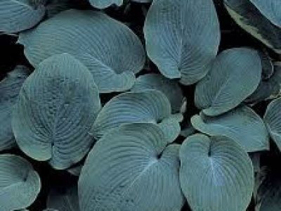 hosta sieboldiana elegans