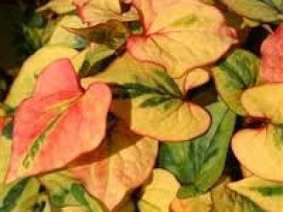 houttuynia flame