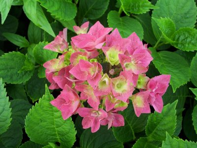 hydrangea ami pasquier