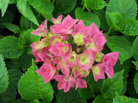 hydrangea ami pasquier