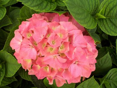 hydrangea king george